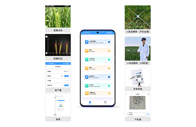 平谷区小麦表型测量仪IN-XM05